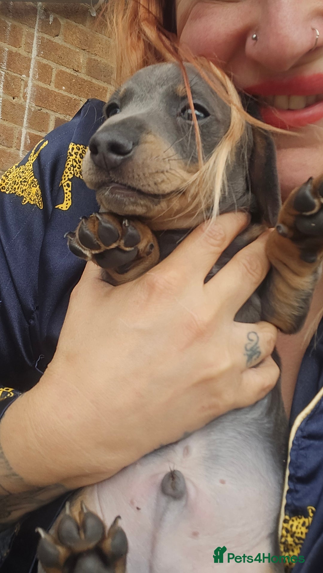 Dachshund dogs for sale: Ready now, last 3 Dachshund Puppies - Image 7