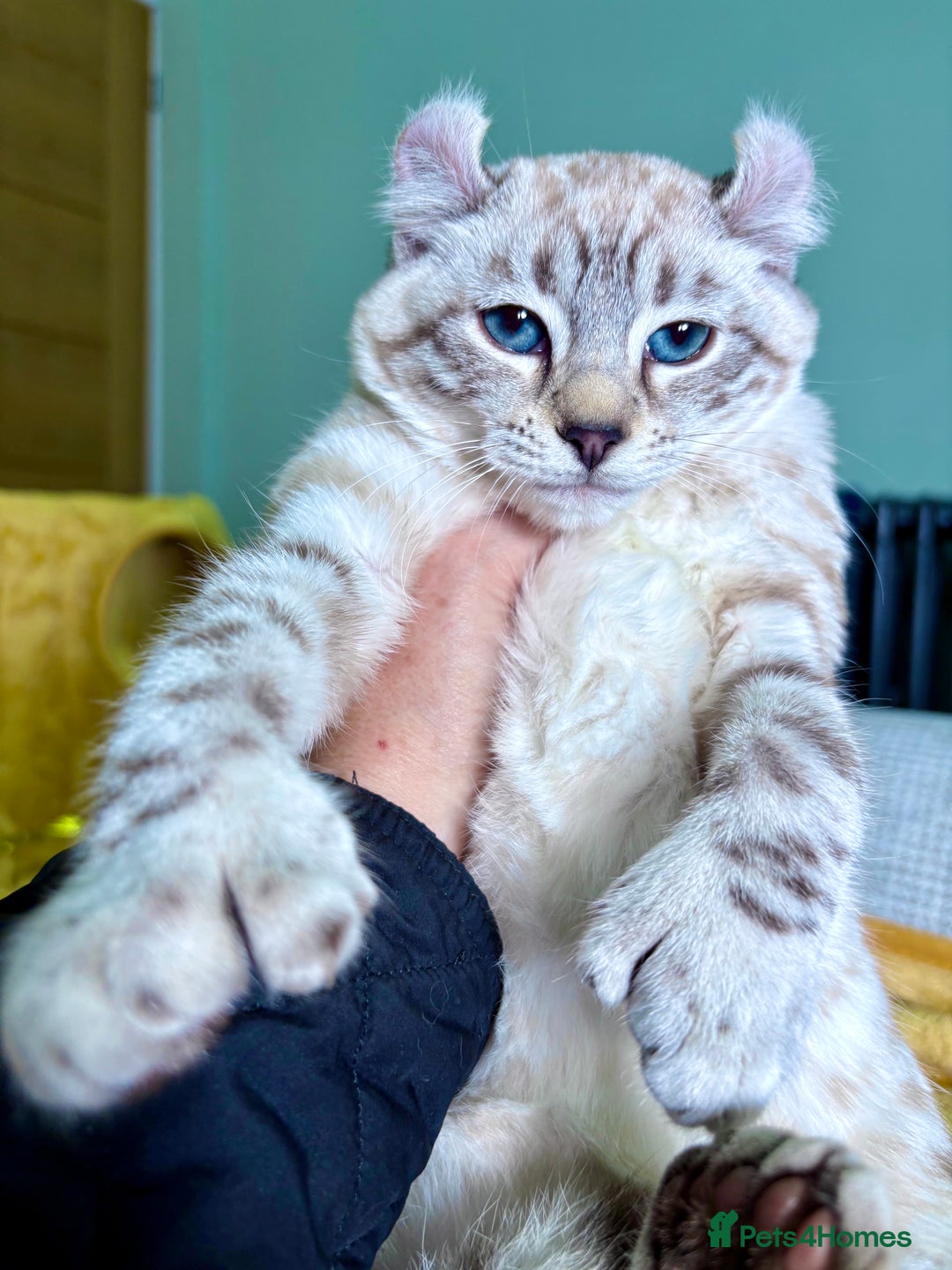 Savannah cats for sale: Breath taking wild looking girl  - Advert 12