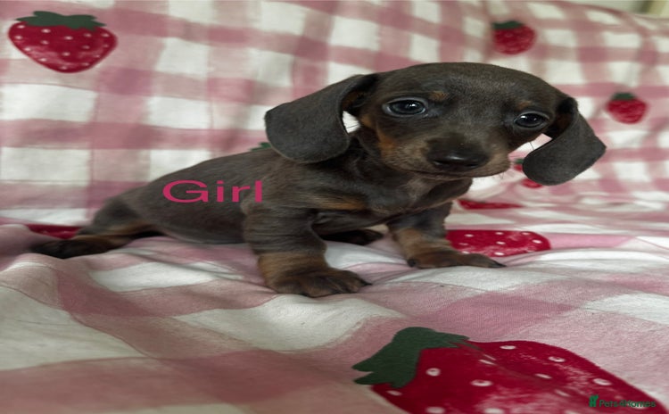 Dachshund dogs - Advert 7