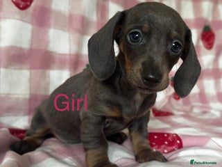 Dachshund dogs - Advert 1