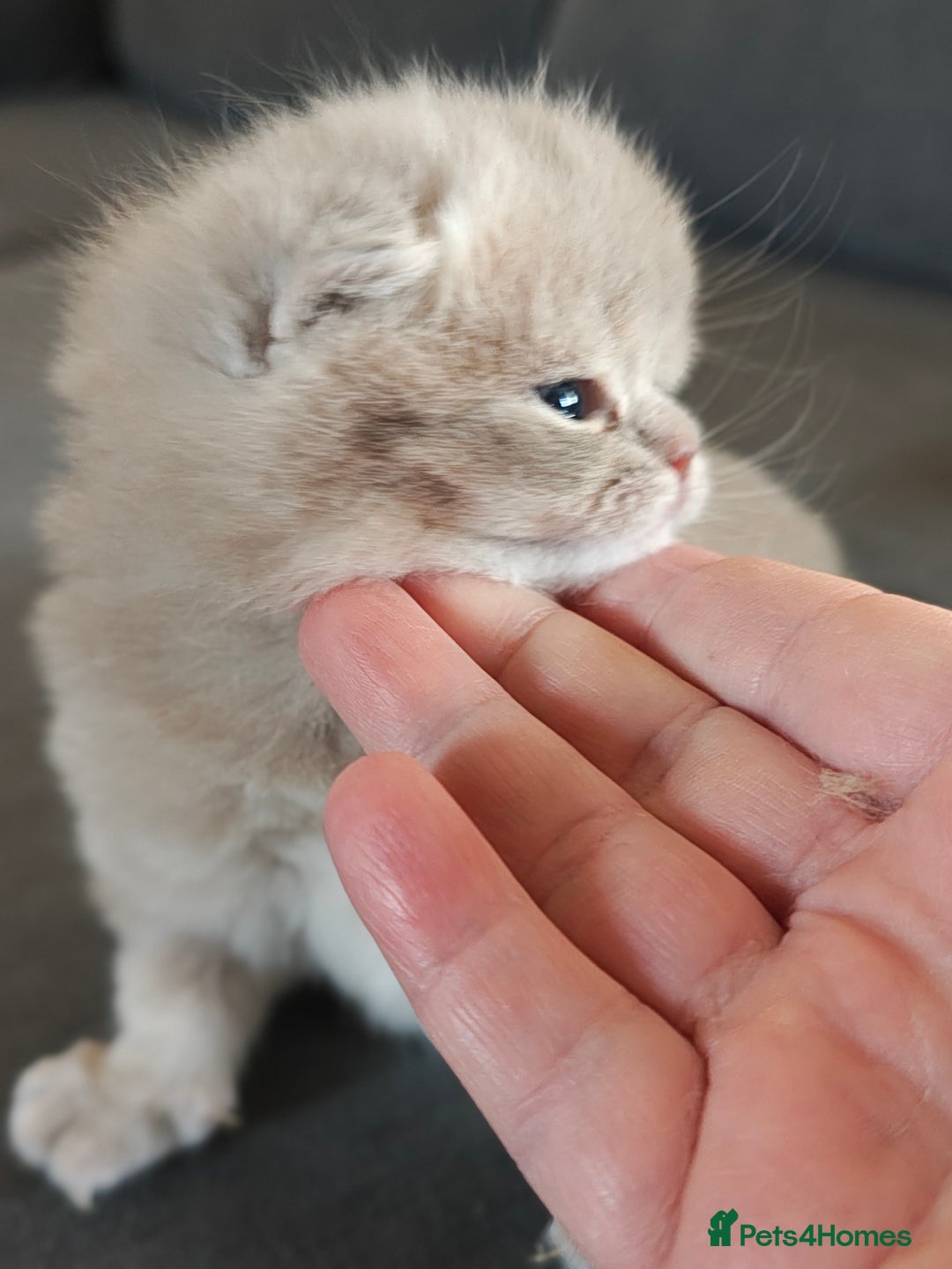 British Shorthair cats for sale: British Shorthair and Longhair  GCCF registered  - Advert 5