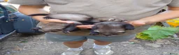 Ferret rodents for sale: European polecat cross albino in Tonbridge - Advert 4