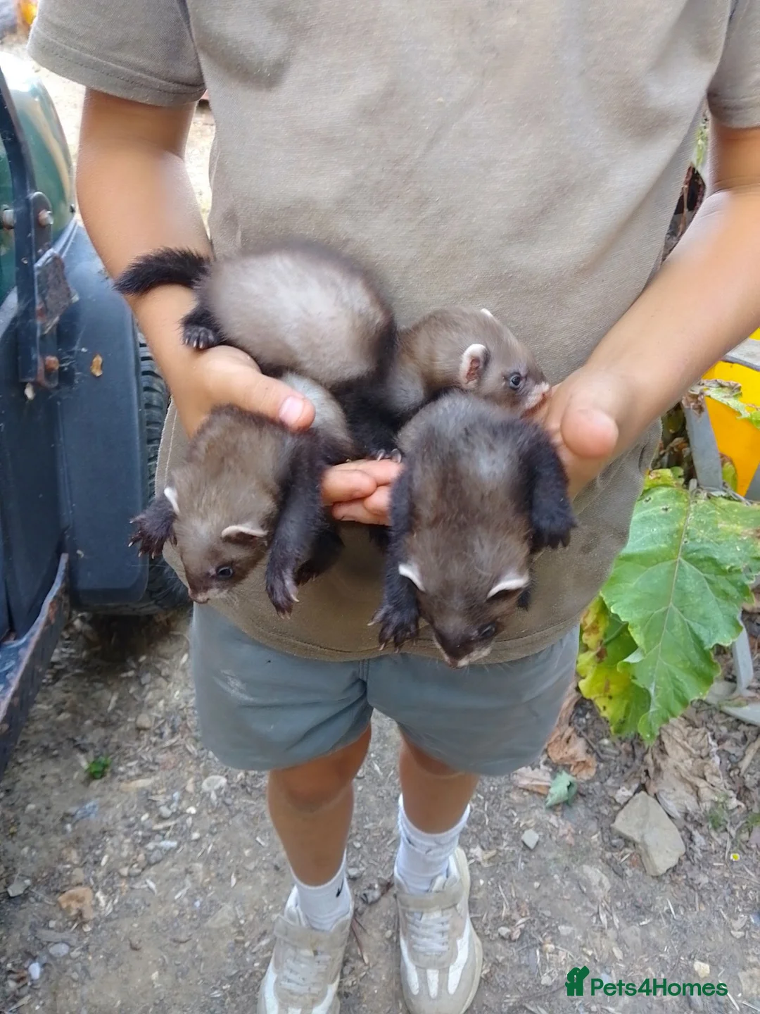 Ferret rodents for sale: European polecat cross albino in Tonbridge - Advert 4