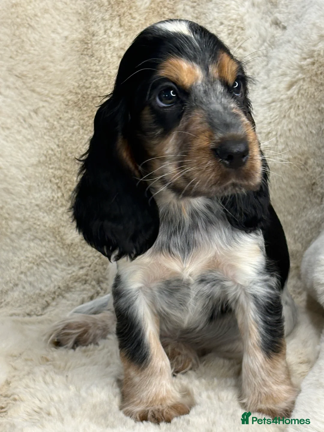Cocker Spaniel dogs for sale: Top quality cocker spaniel pups  - Advert 6