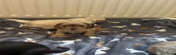 Cockapoo dogs for sale: Stunning F1 Cockapoos from H/Tested KC Parents!! - Advert 4