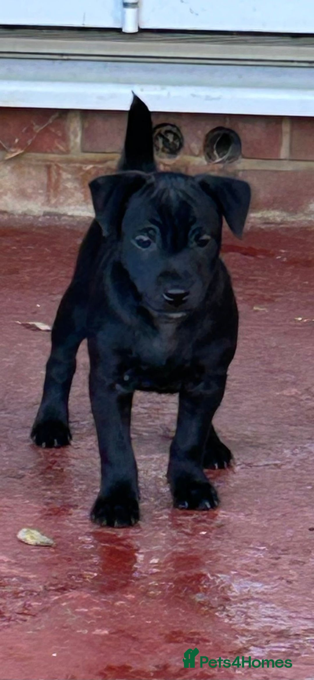 Patterdale Terrier dogs for sale: Patterdale puppy (male) for sale - Advert 4