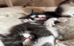 Mixed Breed cats for sale: 3 beautiful kittens looking for homes! - Advert 8