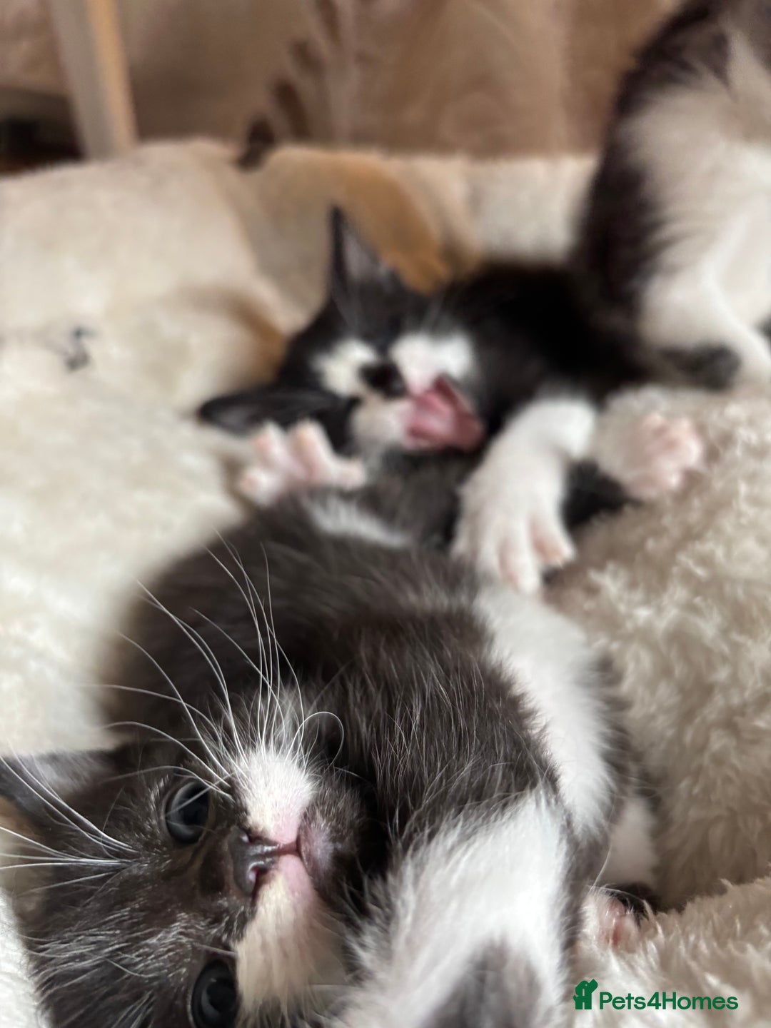 Mixed Breed cats for sale: 3 beautiful kittens looking for homes! - Advert 8