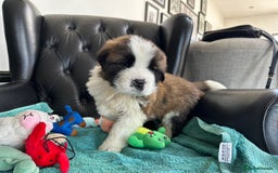 Saint Bernard dogs for sale: KC Registered St. Bernards For Sale! - Image 32
