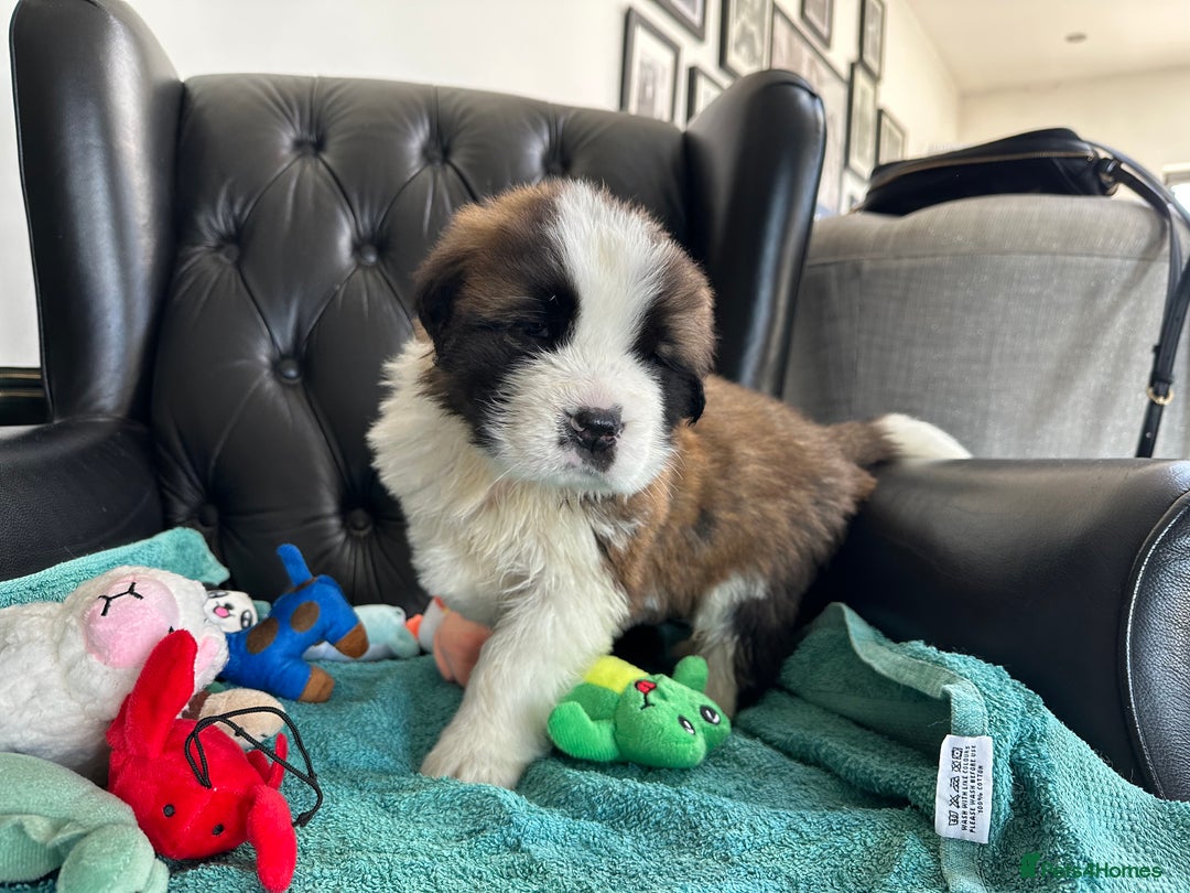 Saint Bernard dogs for sale: KC Registered St. Bernards For Sale! - Image 32