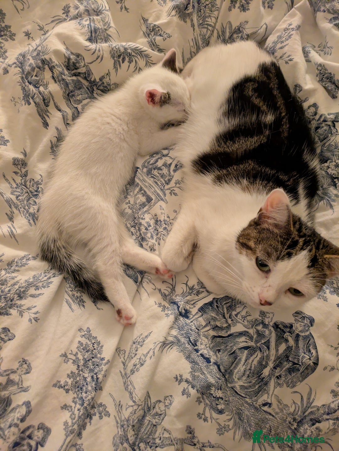 Mixed Breed cats for sale: Beautiful kitten  - Advert 1