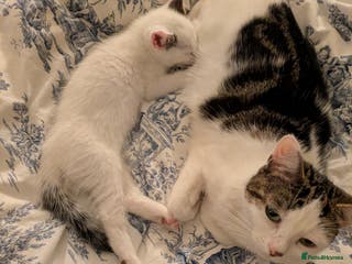 Mixed Breed cats Beautiful kitten - Advert 4