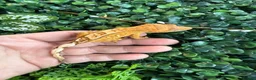 Gecko reptiles for sale: Crested Gecko - Advert 4