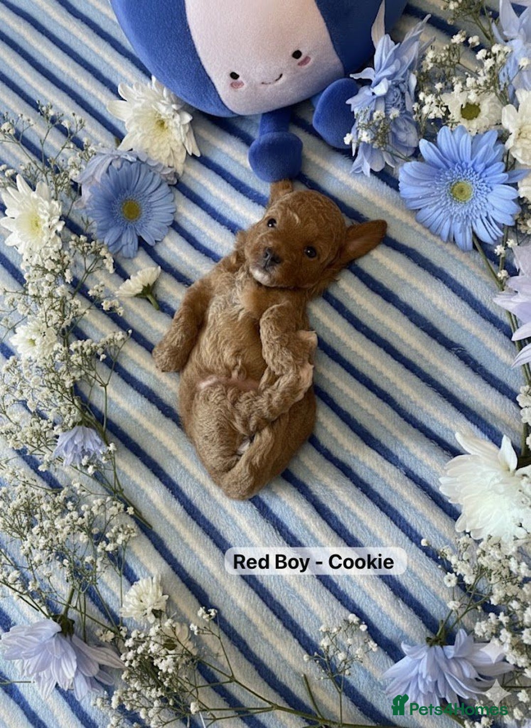 Maltipoo dogs for sale: STUNNING F1B MALTIPOO PUPPIES 🐶🎅🏼 - Image 2