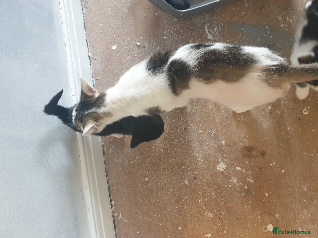 American Shorthair cats for sale: 2 American short wire hair kittens  - Image 7