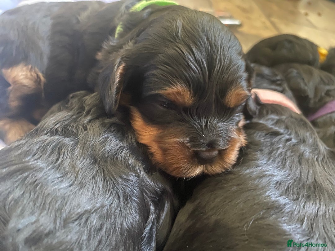 Cavapoo dogs for sale: Beautiful F1 cavapoos phantom 3 girls left 💜💖❤️ - Image 38
