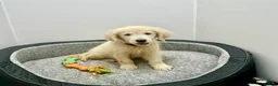 Golden Retriever dogs for sale: Stunning English cream golden retriever puppies - Advert 6