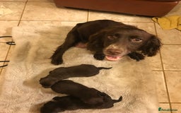 Cocker Spaniel dogs for sale: Cocker spaniel puppies - Image 3