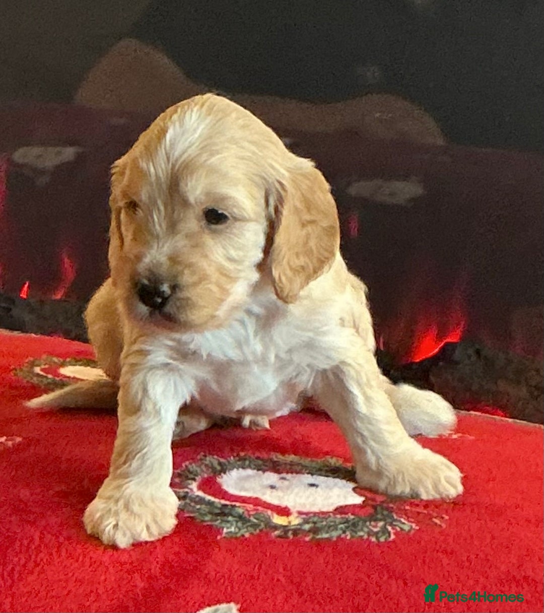 Cockapoo dogs for sale: Boys cockerpoo puppies - Advert 15