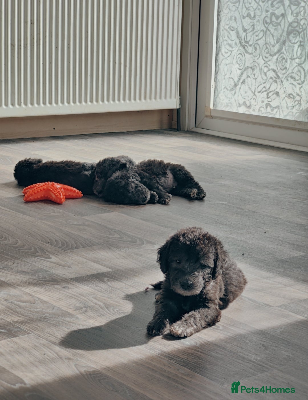 Bedlington Terrier dogs for sale: Champion Sired KC Reg Bedlington Terrier Puppies  - Advert 20