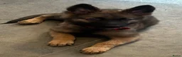 German Shepherd dogs for sale: Beautiful German shepherd cross Belgium shepherd  - Advert 19