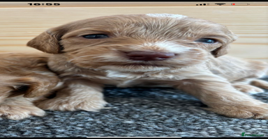 Cockapoo dogs - Advert 1