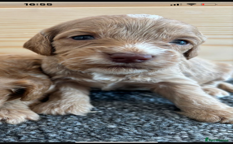 Cockapoo dogs - Advert 7