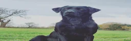 Labrador Retriever dogs for stud: Fully health tested Labrador stud - Advert 8
