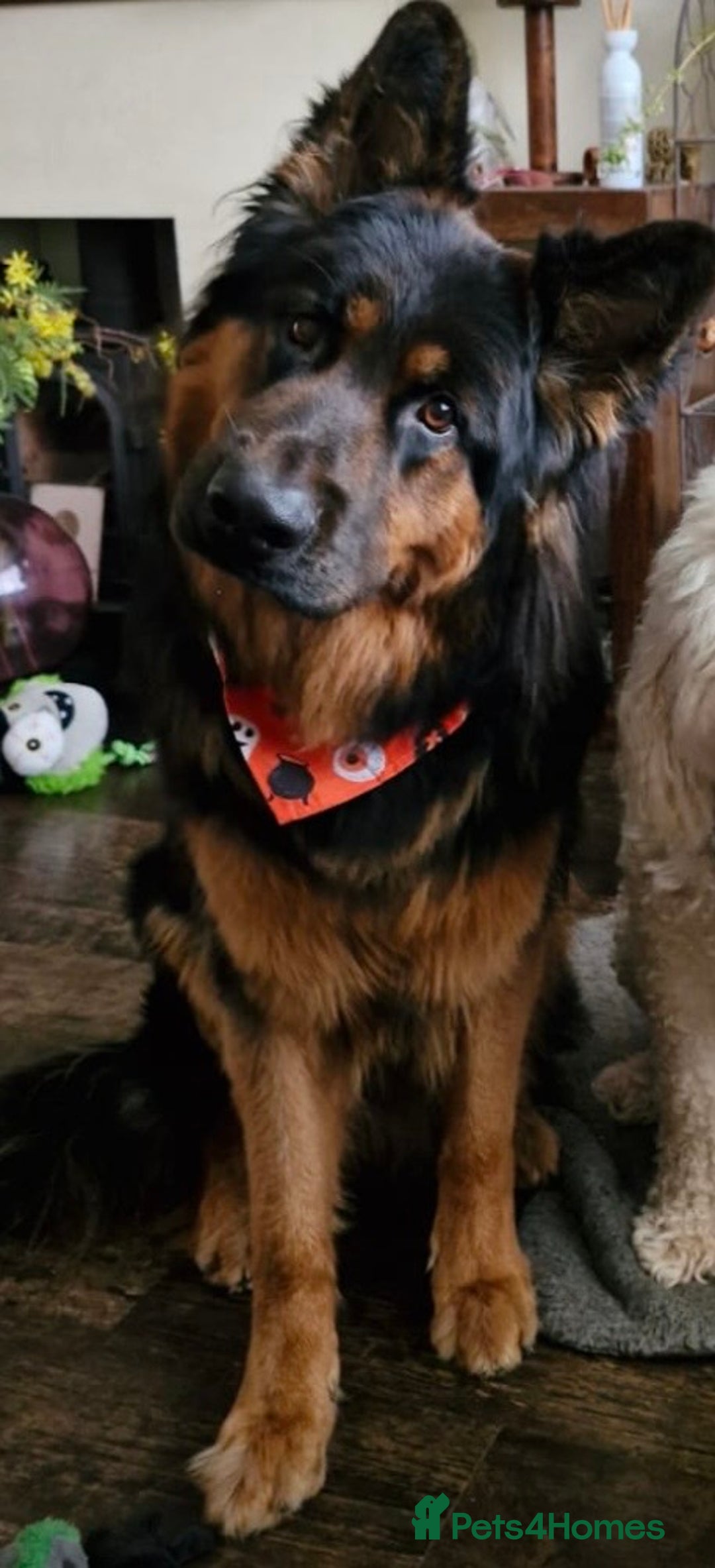 German Shepherd dogs for stud: German Shepherd Long Haired *Stud* - Advert 9