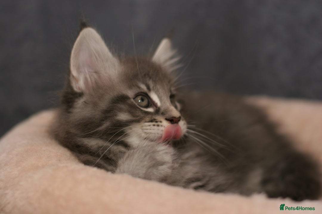 Maine Coon cats for sale: Mainecoon kittens TICA REGISTERED stunning - Advert 35