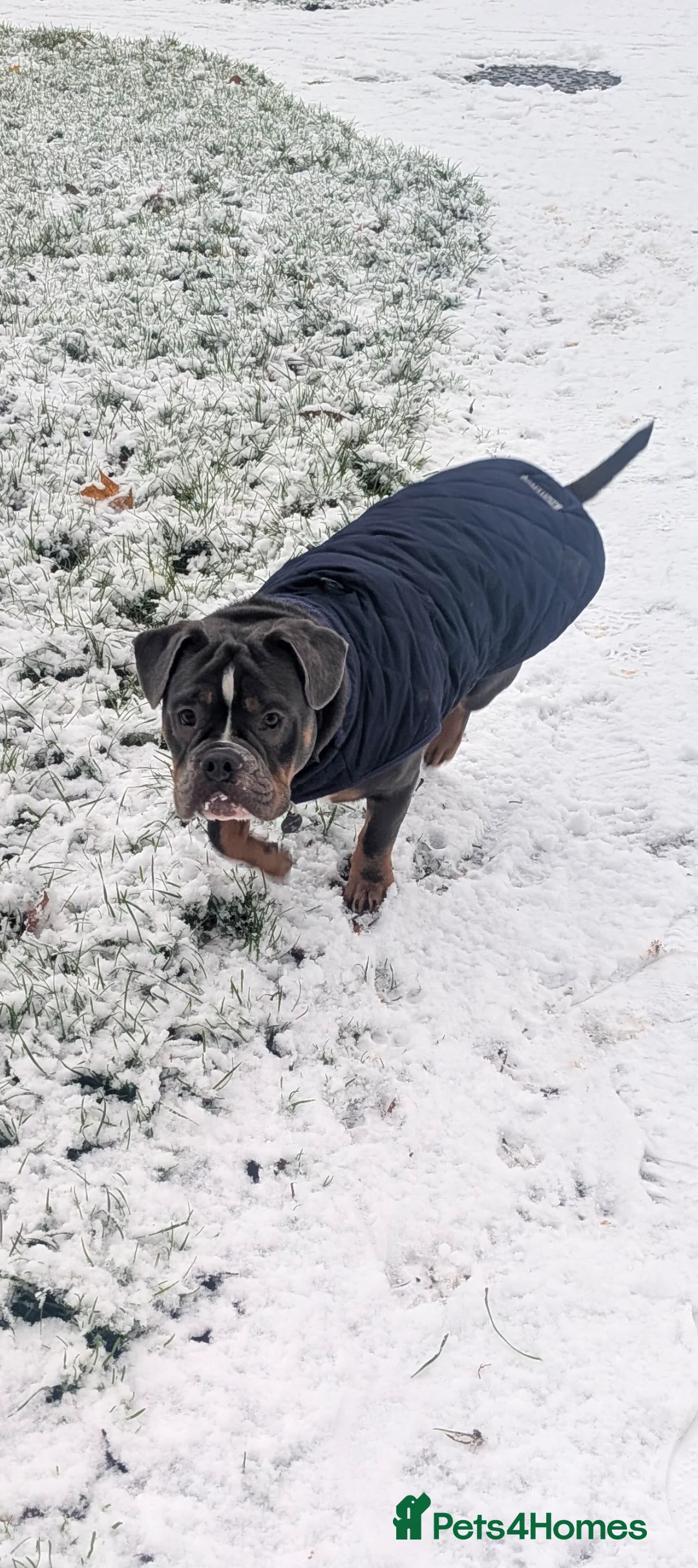 Mixed Breed dogs for sale: **10 months old bulldog cross** - Advert 1