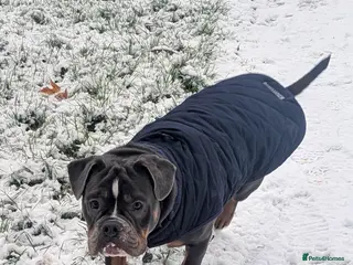 Mixed Breed dogs **10 months old bulldog cross** - Advert 1