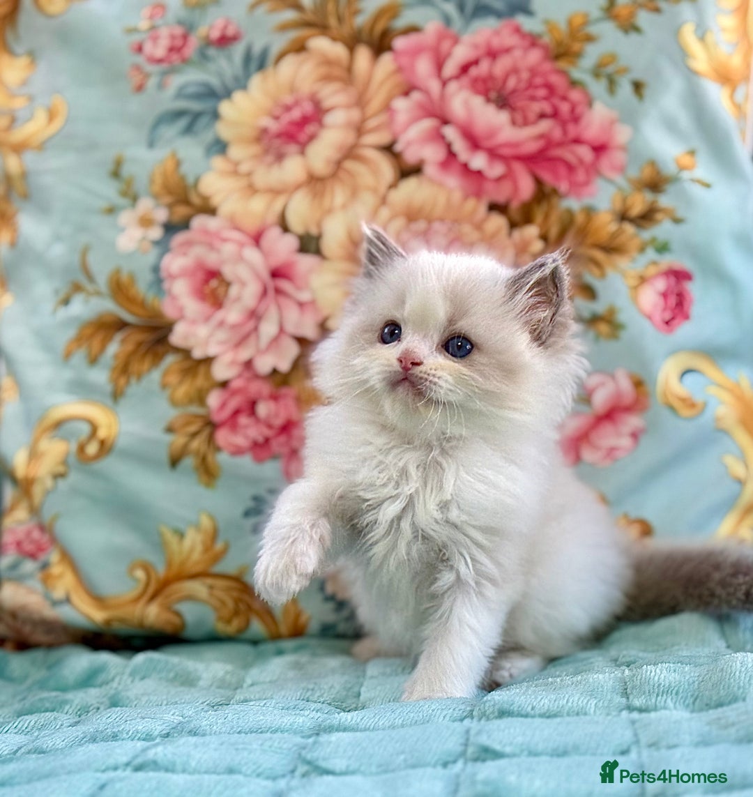 Ragdoll cats for sale: 3 blue bicolour boys  - Image 10