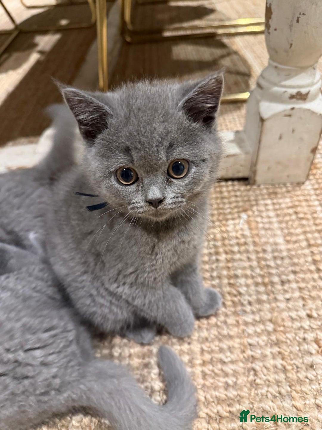 British Shorthair cats for sale: GCCF British Blue Kittens - Ready for  **   **  - Image 2