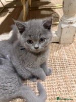 British Shorthair cats - Advert 5
