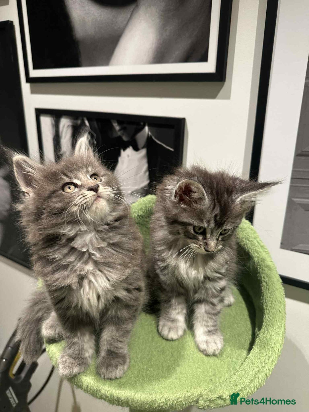 Maine Coon cats for sale: Stunning Mainecoon Kittens - Image 15