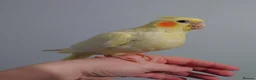 Cockatiels birds for sale: Hand reread silly tame DNA sexed baby cockatiels  - Advert 33