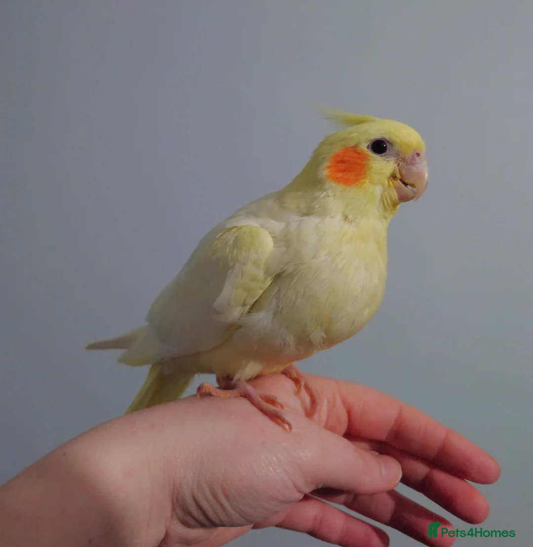 Cockatiels birds for sale: Hand reread silly tame DNA sexed baby cockatiels  - Advert 33