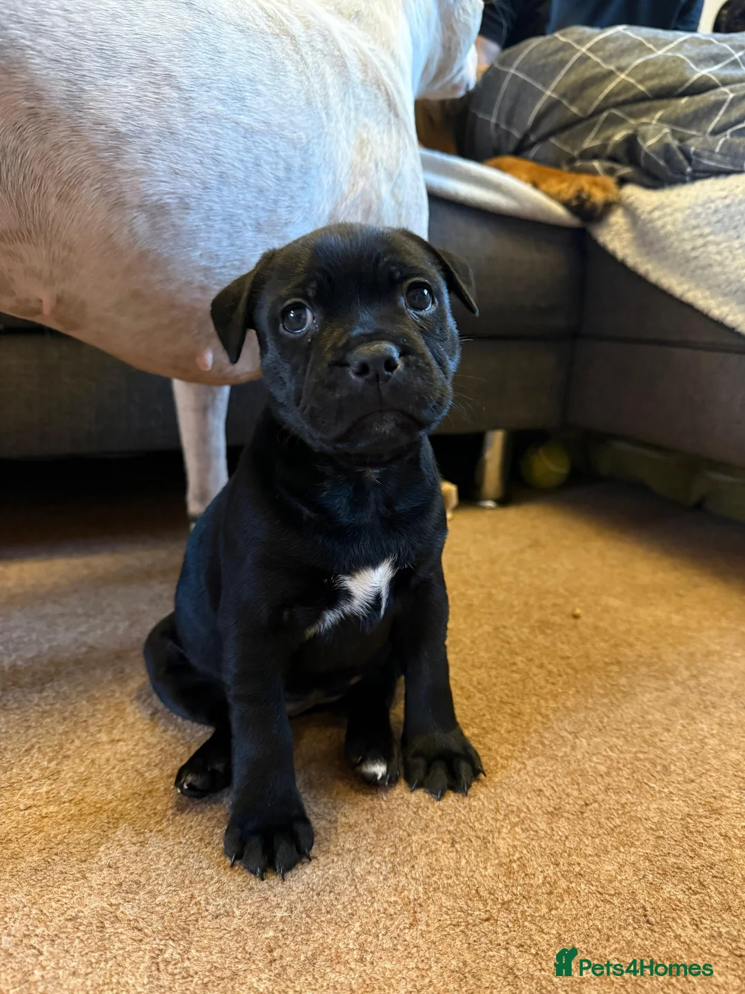Staffordshire Bull Terrier dogs for sale: Staffordshire Bull Terrier puppies KC registered  - Advert 16