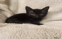 Mixed Breed cats for sale: Kittens for sale  - Image 6