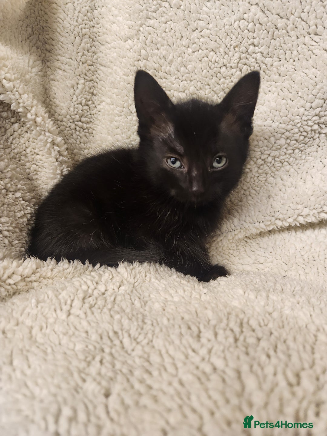 Mixed Breed cats for sale: Kittens for sale  - Image 6