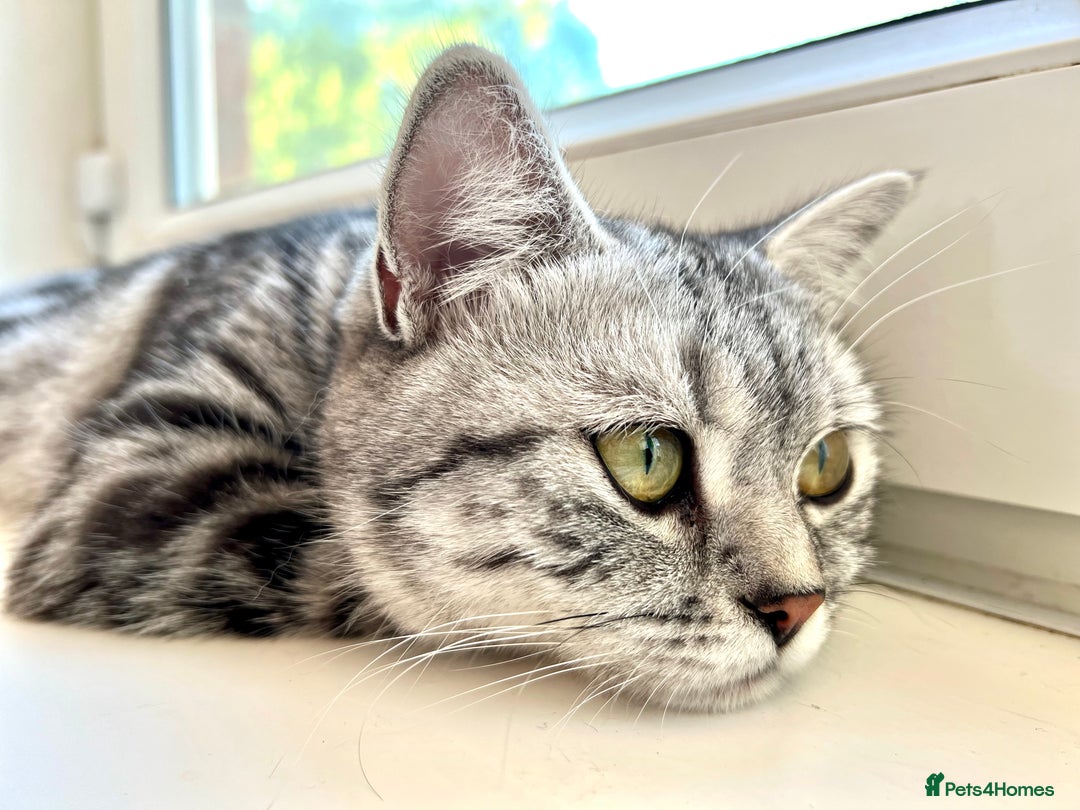 British Shorthair cats for sale: GCCF Rare Show Quality BSH Silver Tabby Kittens - Image 24