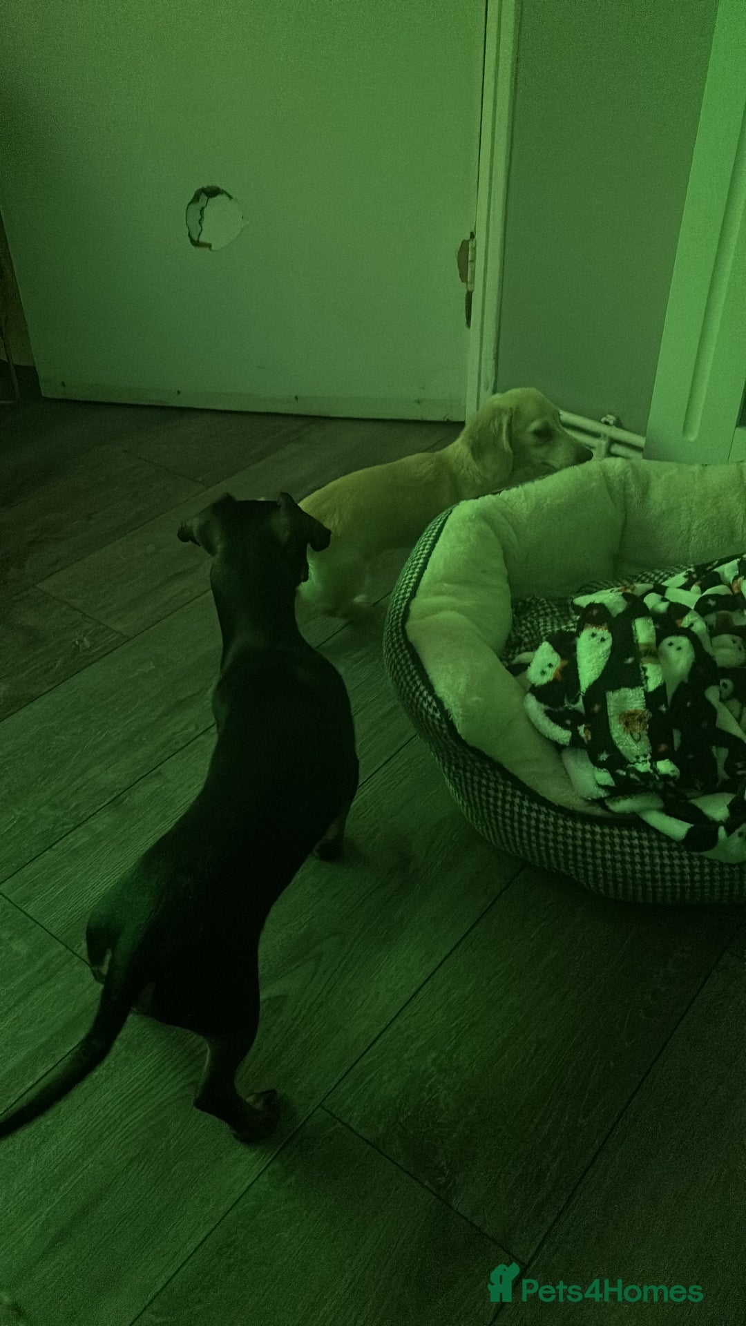 Miniature Dachshund dogs for sale: 2 miniature daschunds for sale  - Image 7