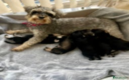 Schnoodle dogs for sale: 🐾🐶Stunning Schnoodles🐶🐾 - Image 7