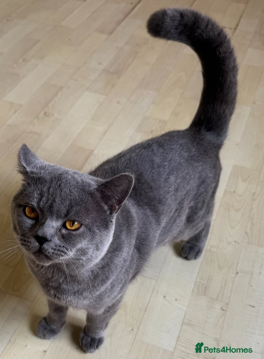 British Shorthair cats british shorthair male - Advert 7
