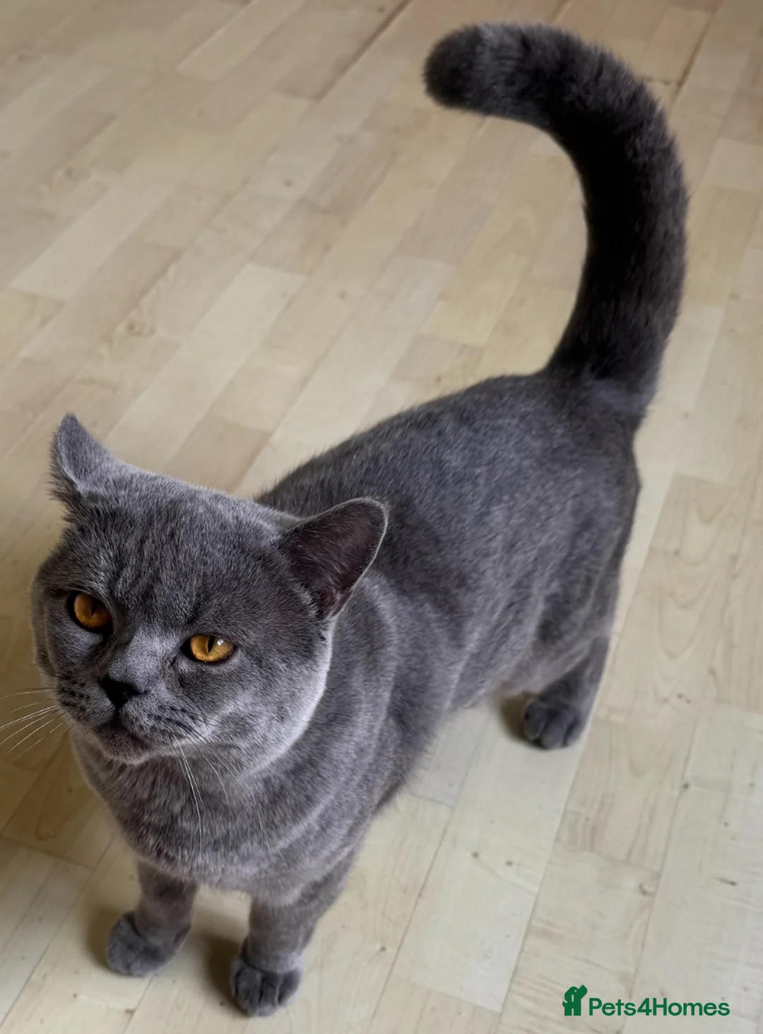 British Shorthair cats for sale: british shorthair male - Advert 2