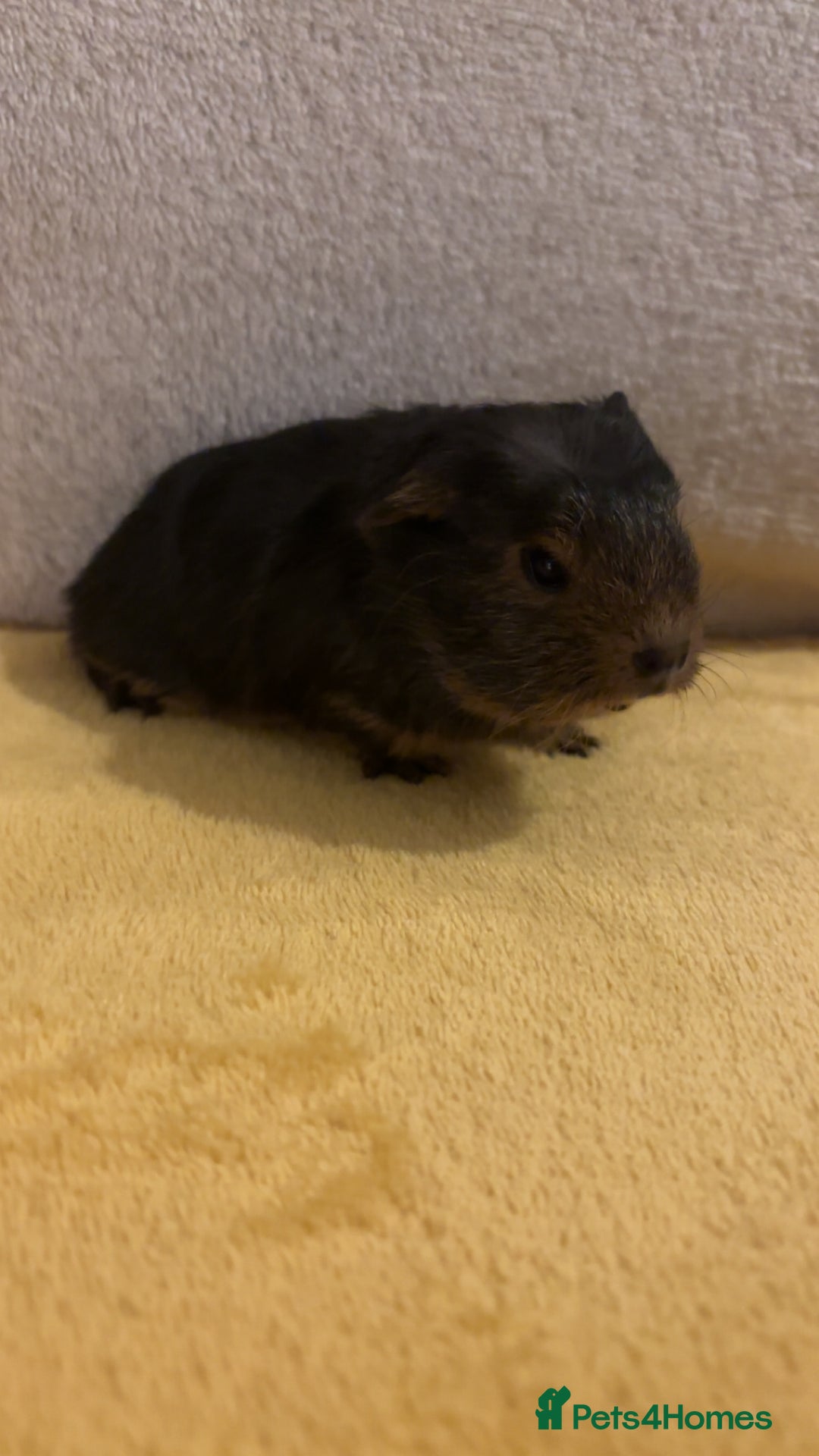 Guinea Pig rodents for sale: Female Californian x Swiss baby guinea pigs - Advert 2