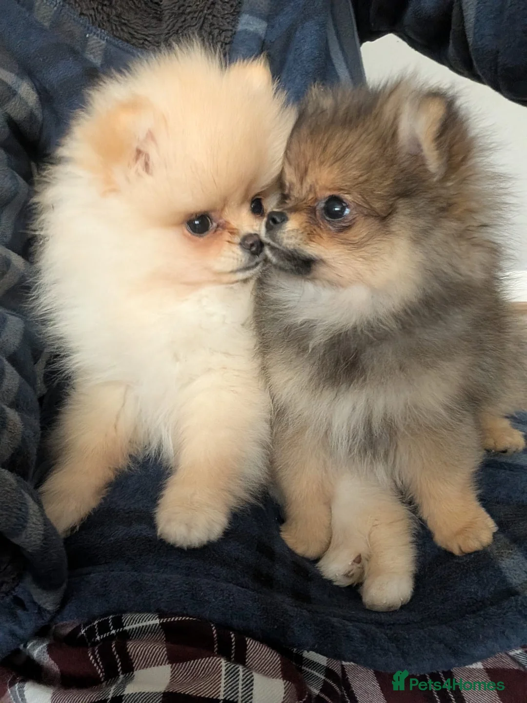 Pomeranian dogs for sale: KC Pomeranian Pups - Exceptional Russian Lines in Liverpool - Advert 2