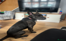Mixed Breed dogs for sale: Bear - Staffy X German Shepherd - Image 4