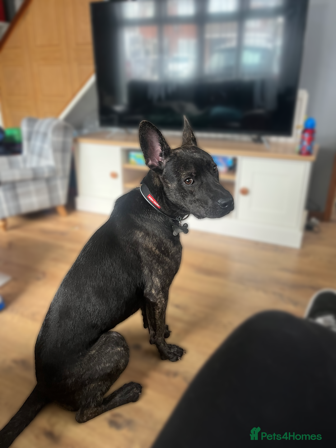 Mixed Breed dogs for sale: Bear - Staffy X German Shepherd - Image 4